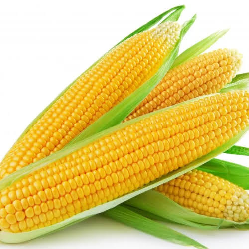 Fresh Yellow Maize (Unshelled)